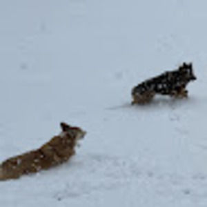 Meet your Posher, Umka and bella rule